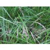 Deschampsia caespitosa 'Pixie Fountain'