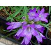 Modroušek - Edraianthus graminifolius