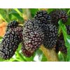 morus nigra