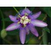 52389 1 passiflora caerulea 1
