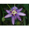 52389 2 passiflora caerulea 2
