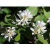 Amelanchier alnifolia 1610 ER obelsk (2)