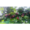 52440 52440 7e384ed3a0879fa9