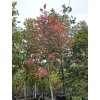 Amelanchier Robin Hill