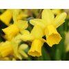 52881 narcis tete a tete