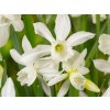 Narcis 'Thalia'