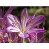 purpureum oc�n