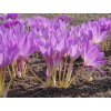colchicum giant