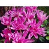 waterlily
