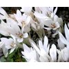 53817 1 ocun colchicum autumnale album