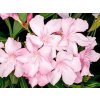 oleander