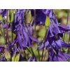 Aquilegia vulgaris (2)