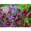 Orlíček obecný 'Ruby Port' - Aquilegia vulgaris 'Ruby Port'