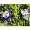 Aquilegia caerulea 'Spring Magic Blue and White'