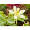 Aquilegia Yellow Magic Spring (1)