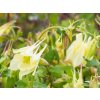 Aquilegia Yellow Magic Spring (2)