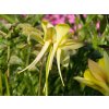 Aquilegia Magic Yellow (2)