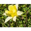 Aquilegia Magic Yellow (1)