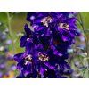 Delphinium 'Pacific Serie Black Knight' (2)