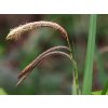 carex pendula 3edma 675x900