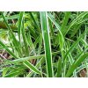 Ostřice ptačí noha 'Varieagata' -  Carex ornithopoda 'Varieagata'