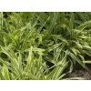 Ostřice siderosticha 'Variegata' - Carex siderosticha 'Variegata'