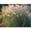 Ozdobnice čínská 'Gracilimus' - Miscanthus sinensis 'Gracilimus'