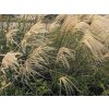 Ozdobnice čínská 'Gracilimus' - Miscanthus sinensis 'Gracilimus'