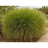 Ozdobnice čínská 'Gracilimus' - Miscanthus sinensis 'Gracilimus'
