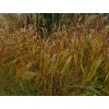 Ozdobnice čínská 'Nishidake' - Miscanthus sinensis 'Nishidake'