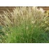 Ozdobnice čínská 'Yaku Jima' - Miscanthus sinensis 'Yaku Jima'