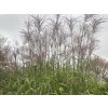 Ozdobnice obrovská - Miscanthus floridulus