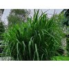 miscanthus