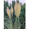 Pampov� tr�va - Cortaderia selloana (Balen� kontejner C20, Tvar v��ka 75-90cm)