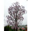 55101 7 pavlovnie plstnata