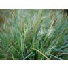 Sesleria nitida 1180 df3c7f6c 640x512 600x480