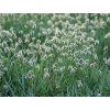 sesleria caerulea