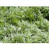 Artemisia schmidtiana 'Silver Mound'