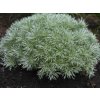 Pelyněk Schmidtův 'Silver Mound' - Artemisia schmidtiana 'Silver Mound'