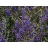 rusian sage