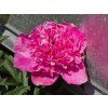 Paeonia Amabilis
