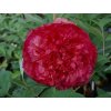 Satin Rouge,, (Large)