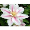 Plamének 'Andromeda'