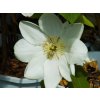 Clematis Guersney (2)