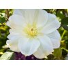 Plamének 'Guernsey Cream'
