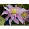 Clematis Justa