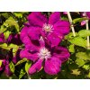 Clematis Rouge Cardinal