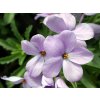 Plaménka douglasii 'Lilac Cloud' - Phlox douglasii 'Lilac Cloud'