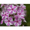 Plaménka maculata 'Natascha' - Phlox maculata  'Natascha'