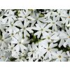 Plaménka šídlovitá 'Maischnee' - Phlox subulata 'Maischnee'